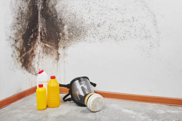 Best Mold Damage Repair  in Bangor, WI