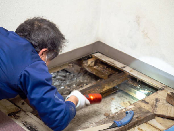 Best Mold Testing  in Bangor, WI
