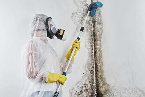 Best Certified Mold Removal  in Bangor, WI