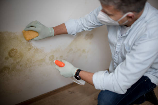 Best Office Mold Removal Services  in Bangor, WI