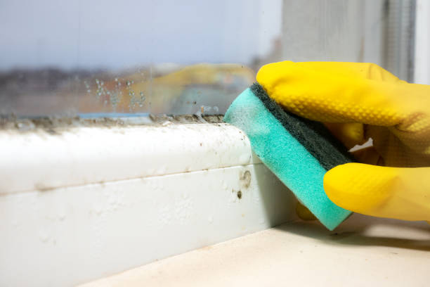 Mold Removal and Inspection in Bangor, WI