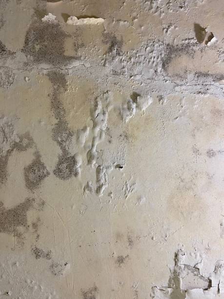 Best Commercial Mold Removal  in Bangor, WI
