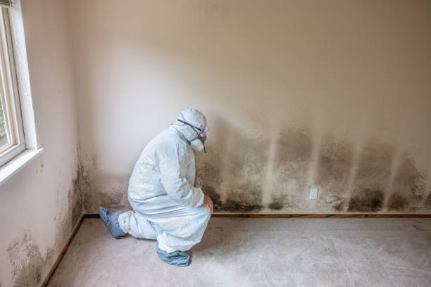 Home Mold Removal in Bangor, WI