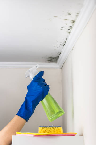 Best Residential Mold Removal  in Bangor, WI